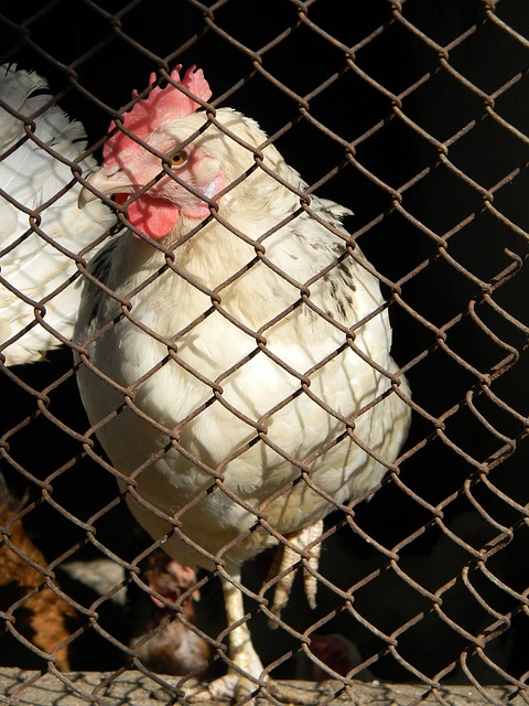 更是捷克足 更是捷克足